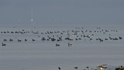 Brent Geese gathering strength