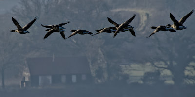 a flight of Brent Geese