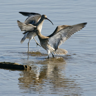 Mr and Mrs Curlew