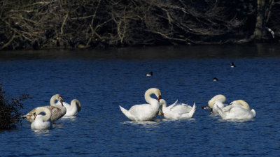 Swans preening