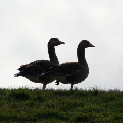 Greylag geese