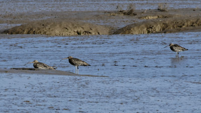 Curlews on the mud flats