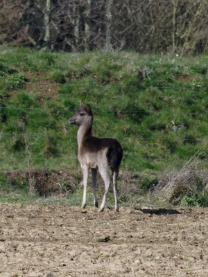 Fallow Deer