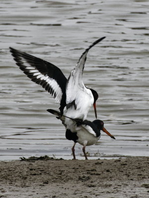 More Oystercatchers to come