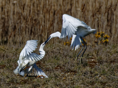 Egrets kissing?....ouch