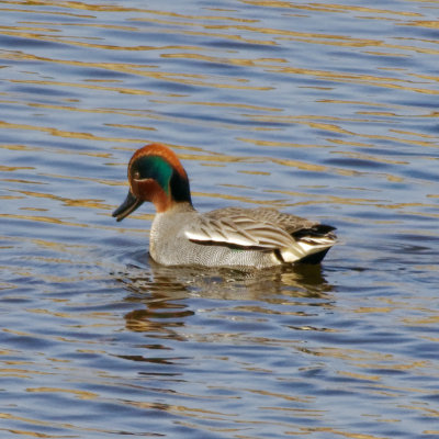 Teal male