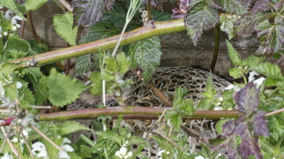 Mrs Pheasant on her nest
