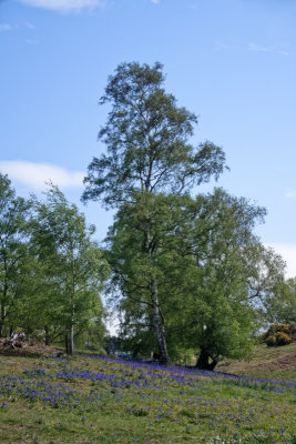 Sutton Hoo bluebells