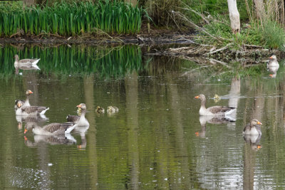 Greylag geese