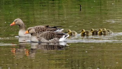 Greylag geese