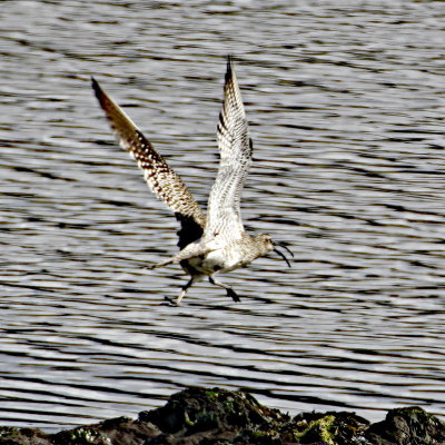Whimbrel taking off