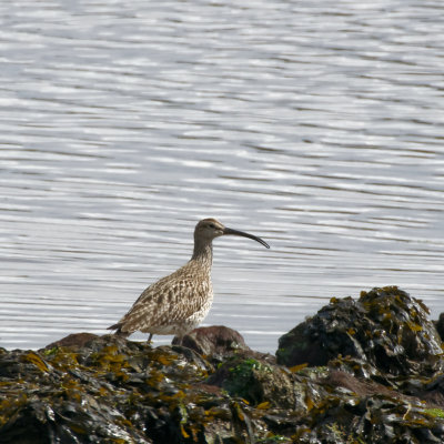 Whimbrel