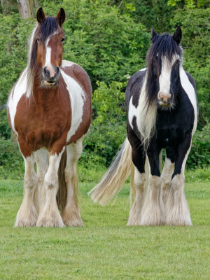 The Horses of Hemley