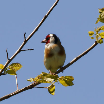 Goldfinch