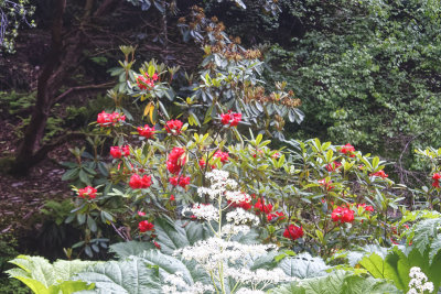 Late Azaleas