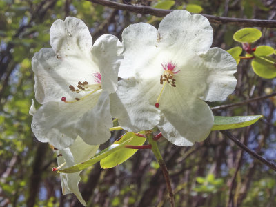 White azalea