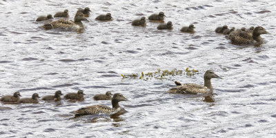 Duck families
