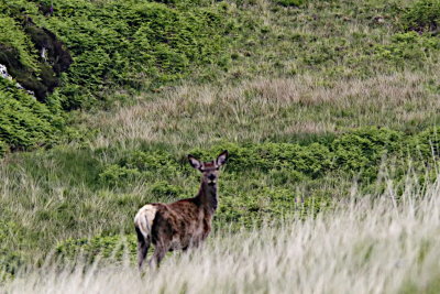 Stag erring up