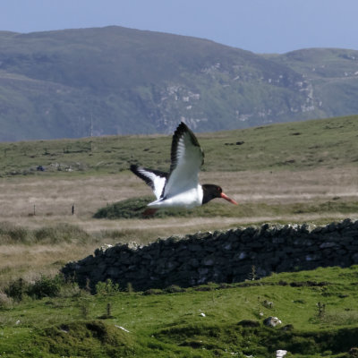 Worried Oystercatcher