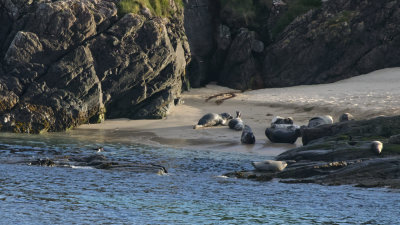 Seals enjoying the beach