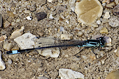 Blue-tailed damselfly