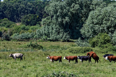 East Anglia - click on more galleries within