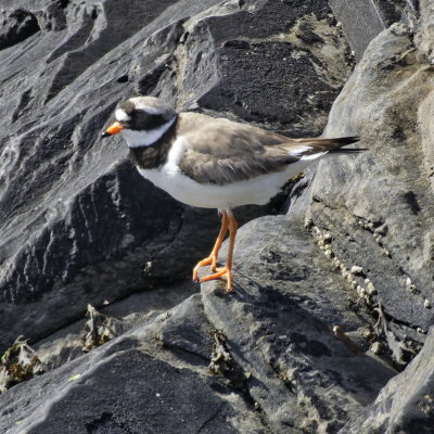 Ringed Plover