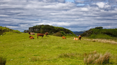 Cattle of Aird farm