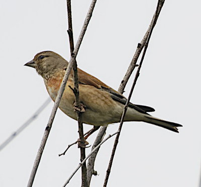 Linnet