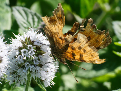 battered Comma