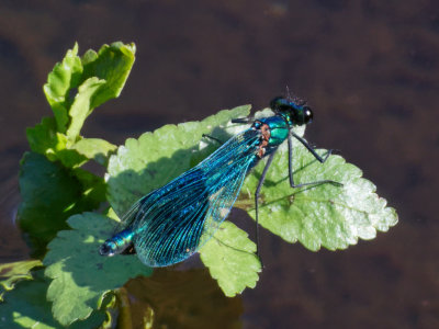 Banded demoiselle M