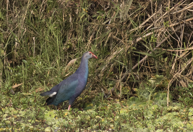 Grey-headed Swamphen - GS1A8709.jpg