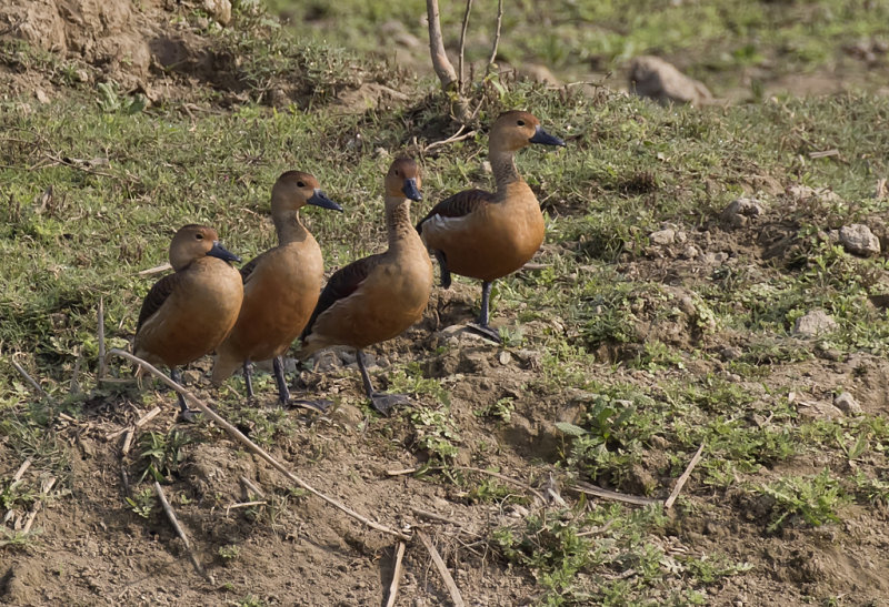 Lesser Whistling Duck - GS1A8748.jpg