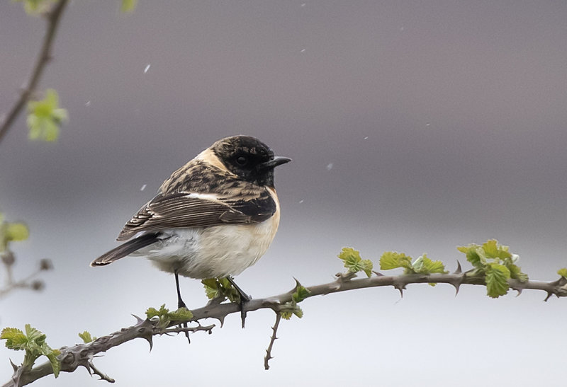 Siberian (Caspian) Stonechat ( Kaspisk buskskvtta ) Saxicola maurus hemprichi - GS1A0427.jpg