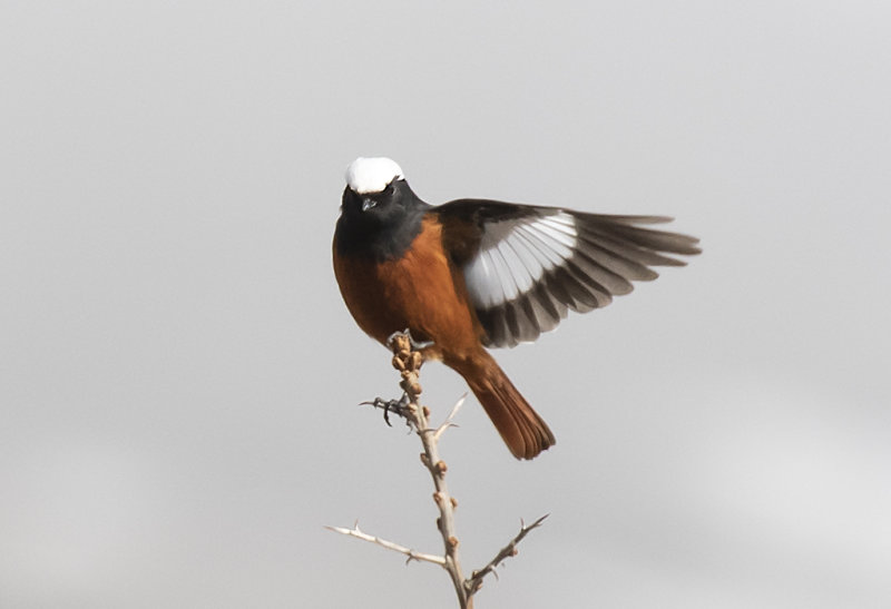  Gldenstdts Redstart (Phoenicurus erythrogastrus) Bergrdstjrt - GS1A9569.jpg