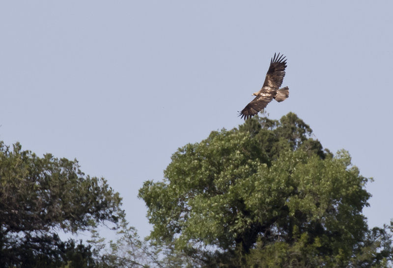 Eastern Imperial Eagle ( Kejsarrn ) Aquila heliaca - GS1A8905.jpg