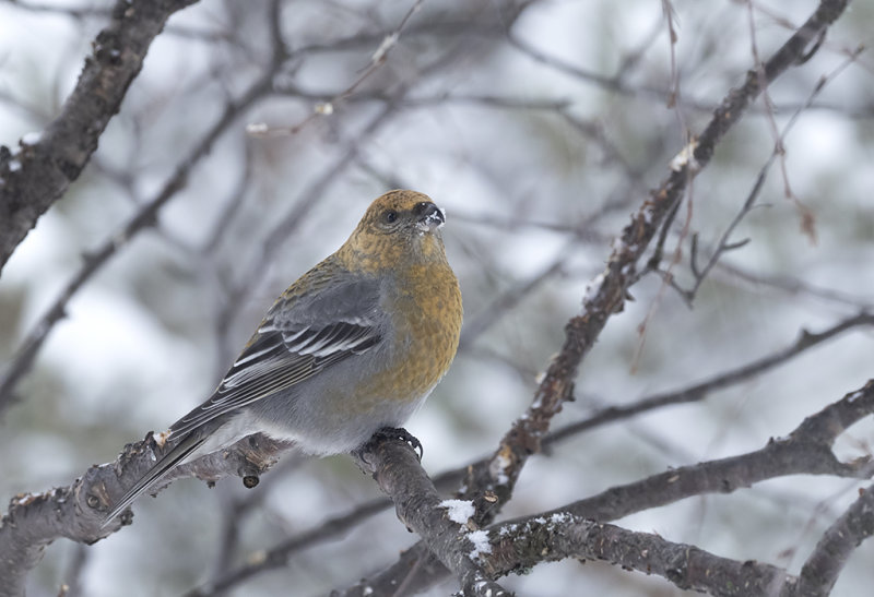 Pine Grosbeak ( Tallbit ) Pinicola enucleator - IMG_0721.jpg