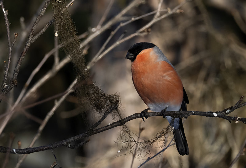 Eurasian Bullfinch ( Domherre ) Pyrrhula pyrrhula - IMG_0884.jpg