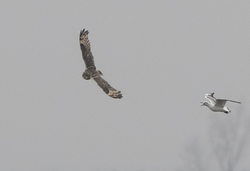 Short-eared Owl (Jorduggla ) Asio flammeus - 3290558.jpg