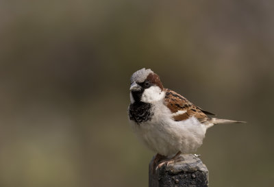 House Sparrow ( Grsparv ) Passer domesticus indicus - GS1A7044.jpg