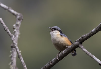 White-tailed Nuthatch - GS1A6871.jpg