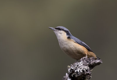 White-tailed Nuthatch - GS1A6891.jpg