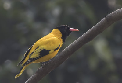 Black-hooded Oriole - GS1A7191.jpg