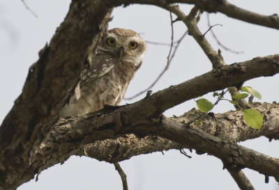 Spotted Owlet - GS1A7229.jpg