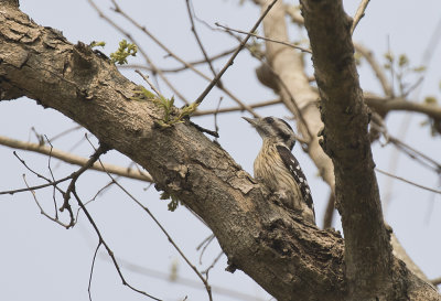 Grey-capped Pygmy Woodpecker - GS1A7244.jpg
