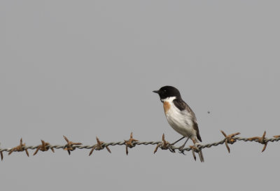 White-tailed Stonechat - GS1A7436.jpg