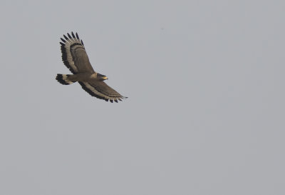 Crested Serpent Eagle - GS1A8177.jpg