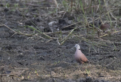 Red Turtle Dove - GS1A8506.jpg