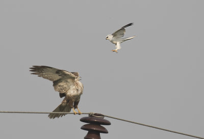 Long-legged Buzzard and Black-shouldered Kite - GS1A9304.jpg