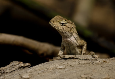 Indian Lizard - GS1A7268.jpg